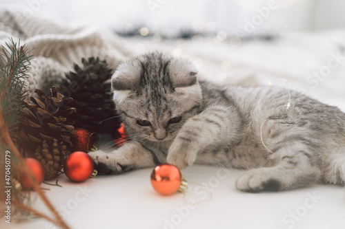 A cute tabby kitten of the Scottish straight cat breed plays with Christmas toys. Good New Year spirit. Ready postcard. Happy New Year animal, pet, cat.