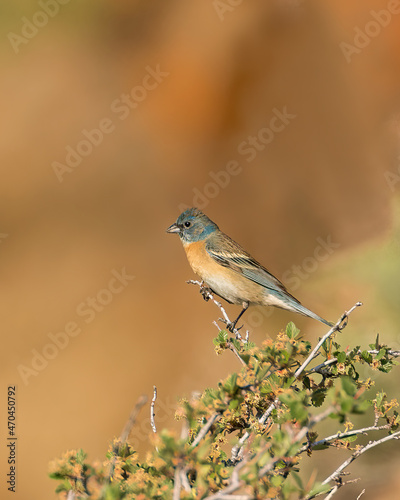 A lazuli bunting perches in the morning light.