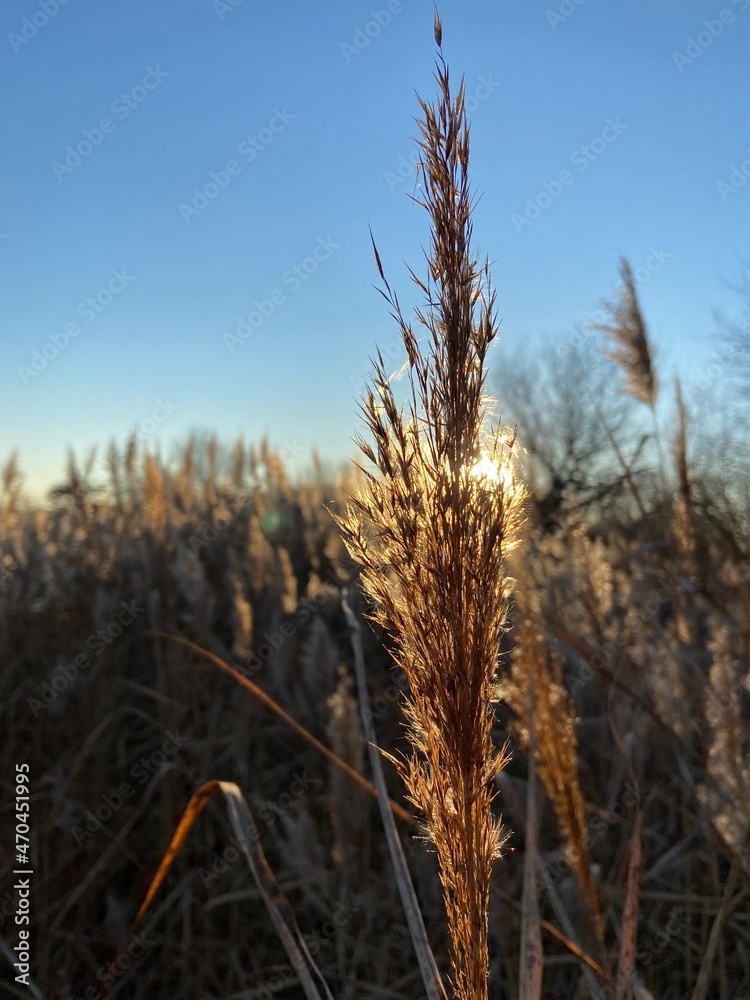 Fototapeta premium grass and sky