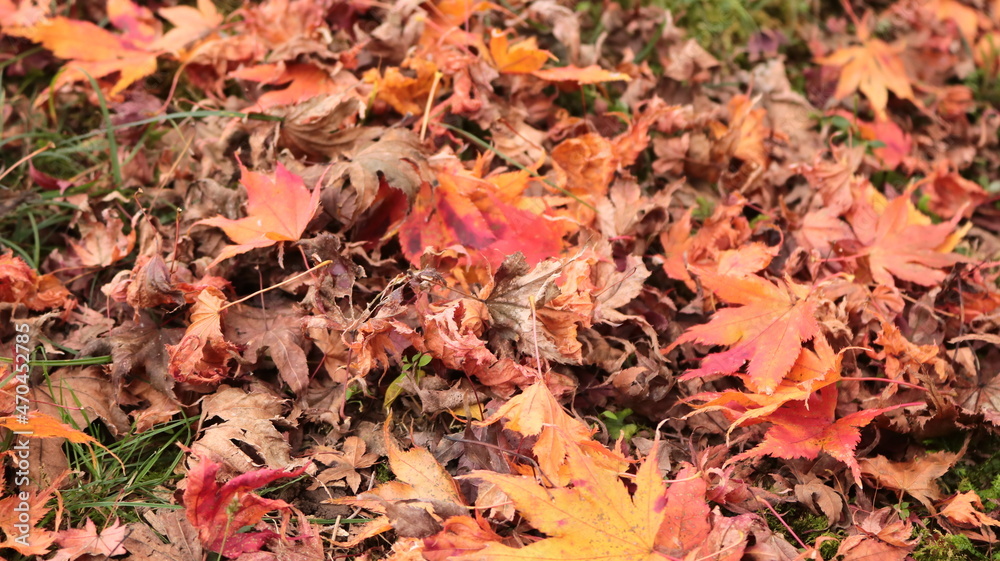 Obraz premium autumn leaves background