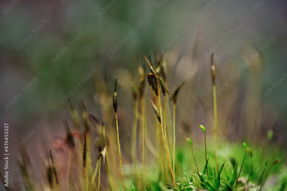 Forest Mushrooms