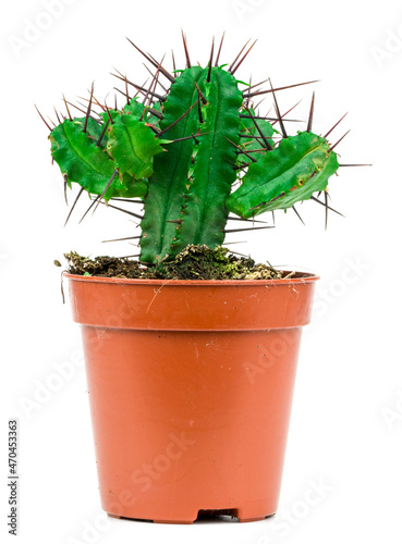 cactus on white background