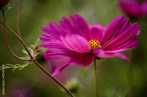Violet Spring Flower