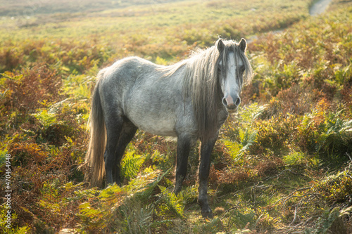 Fototapeta Naklejka Na Ścianę i Meble -  Wild horse in the field