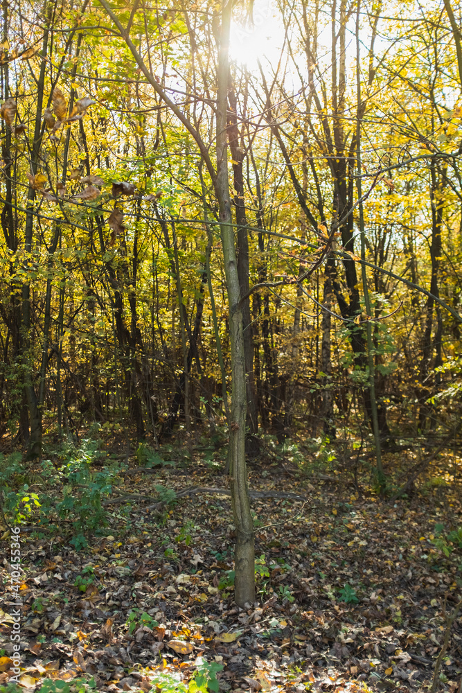 Obraz premium Beautiful Forest in Fall Season, Autumn Season Background Photography, Natural Background,