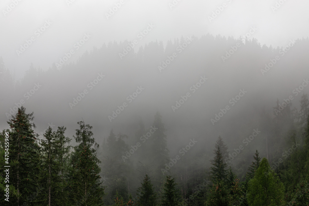 Dense morning fog in a coniferous forest in the Alps