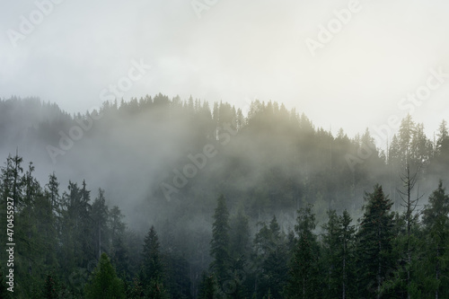 Sunlight breaking through dense fog in an Alpine forest after rain