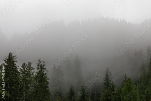 Dense morning fog in a coniferous forest in the Alps © Artem
