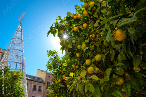 Zitrusfrüchte am Baum