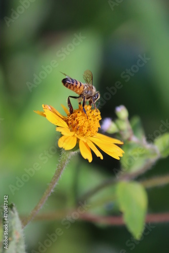 bee on yellow flower © Leonardo