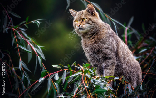 
Europäische Wildkatze  -  Felis silvestris
am Baum photo