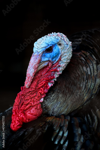 Pets. Beautiful colored turkey. Nature.