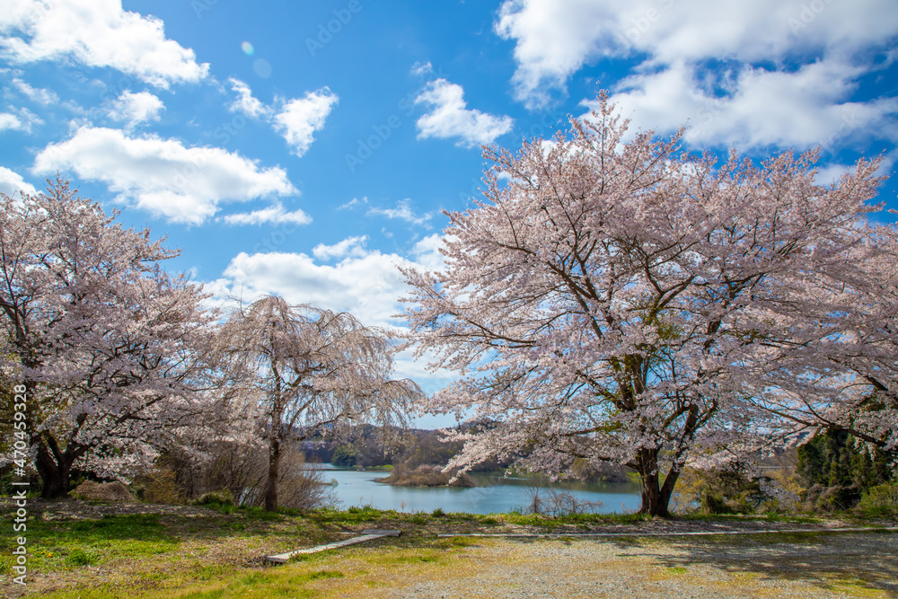 福島県　三春町の桜風景