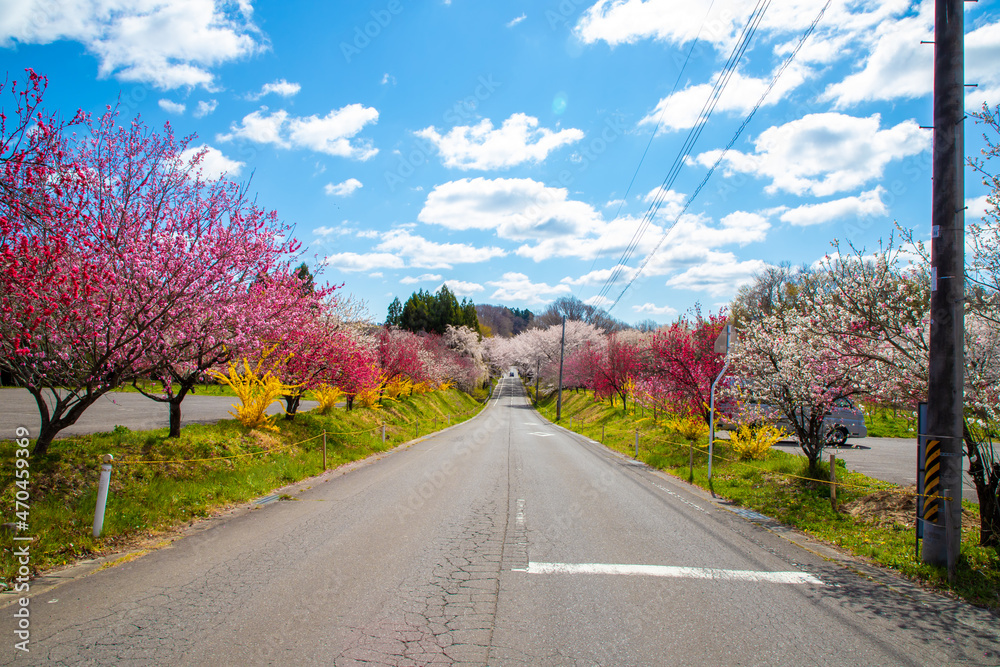 Fototapeta premium 福島県 三春町の桜風景