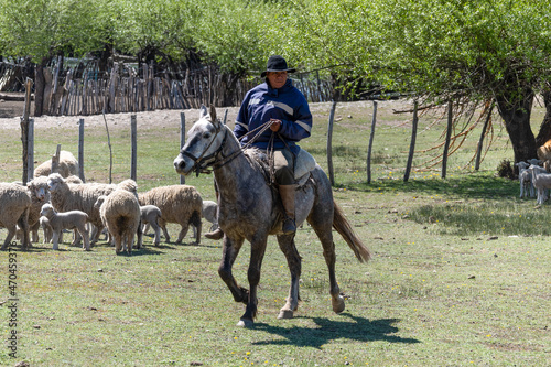 Neuquen, Argentina, November 21, 2021; Argentine gaucho herding sheep in Patagonia Argentina.