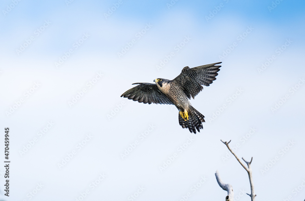 Obraz premium Peregrine Falcon Takeoff