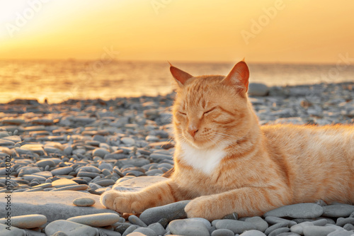 Fototapeta Naklejka Na Ścianę i Meble -  Calm orange cat on sea pebble beach against sunset sky and water. Cute red kitten relaxes on seashore outdoors on vacation.