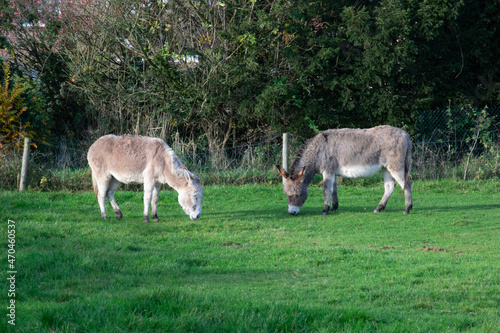 donkey in the meadow