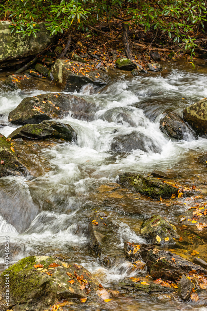 River rapids in a forest River rapids in a forest
