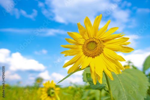 Sunflowers field  focus on first. Cloudy blue sky. Organic and natural flower background.