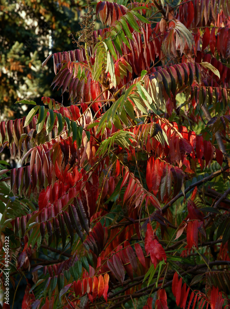 Fototapeta premium red,green and orange leaves of Sumac tree at autumn