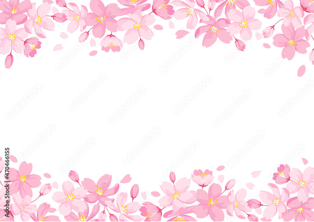 Cherry Blossoms Frame, White Background