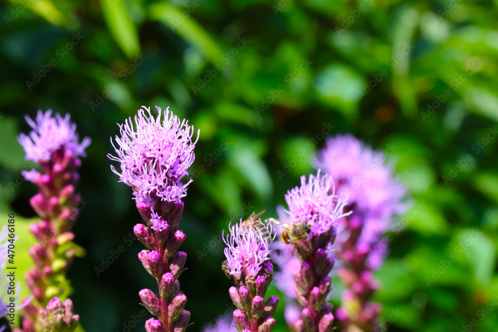 Young flowering field plants bloom in the spring. Young flowering field plants bloom in the spring.