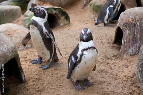 close up of two penguin spheniscus demersus
