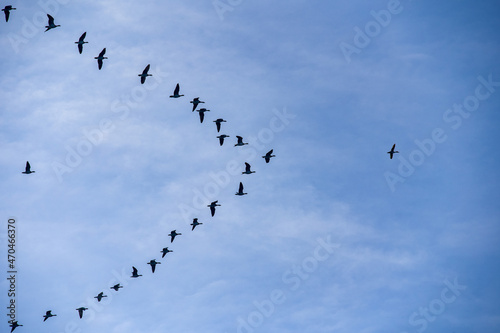 Flugformation von Gänsen am Himmel