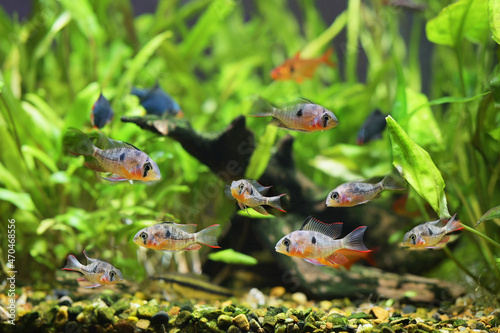 A group of Bolivian rams (Mikrogeophagus altispinosus) facing each other in an aquarium