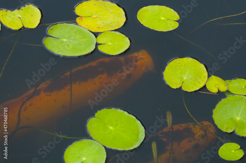 View of the green water lilies on the pond. Selective focus.