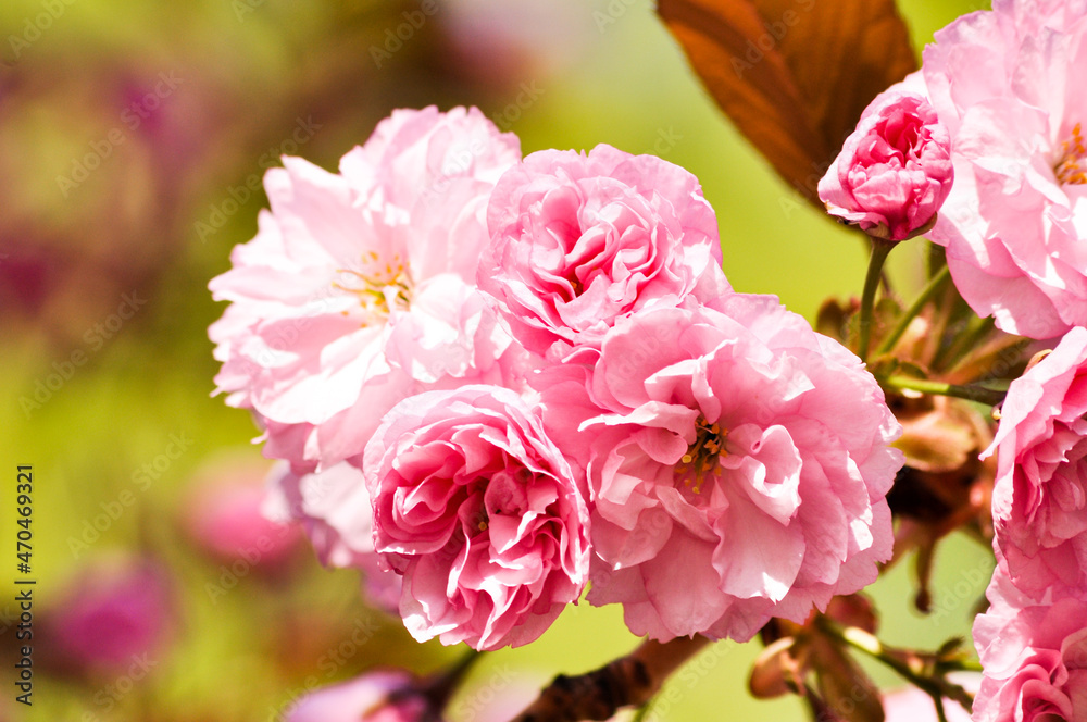 Close up of pink cherry flowers