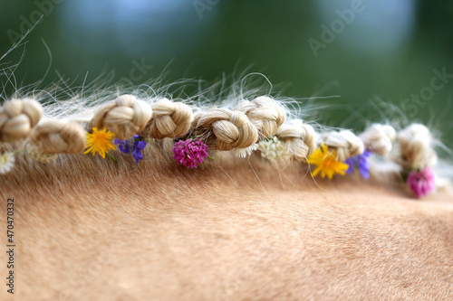 Colorful summer flowers in the mane of a young purebred horse