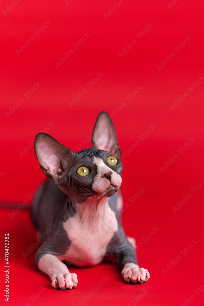 Kitten Sphynx Hairless with wrinkled black and white skin, huge round yellow eyes, big ears lies on red background and looks up, listening carefully to what is said to him. Studio shot. Copy space.