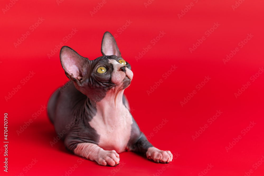Black and white bald Sphynx cat lies with head held high, showing neck and breast, and looks up. Purebred female kitten is four months old. Deep red background. Horizontal composition. Copy space.