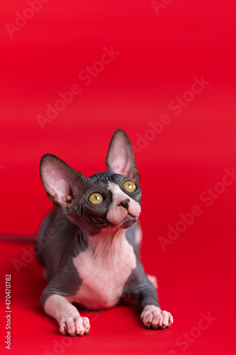 Kitten Sphynx Hairless with wrinkled black and white skin, huge round yellow eyes, big ears lies on red background and looks up, listening carefully to what is said to him. Studio shot. Copy space. © Alexander Piragis