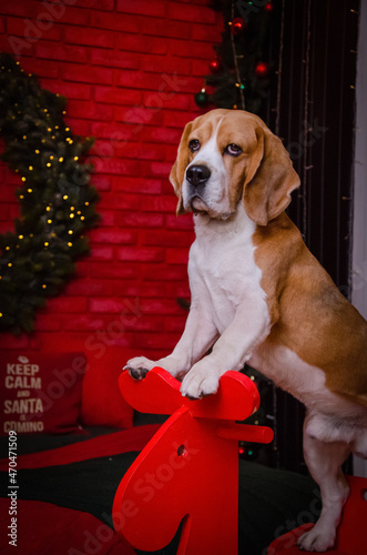 dog with christmas gift
