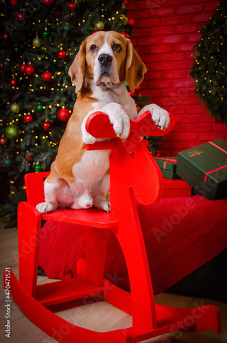 dog in santa hat