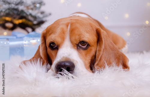 golden retriever puppy