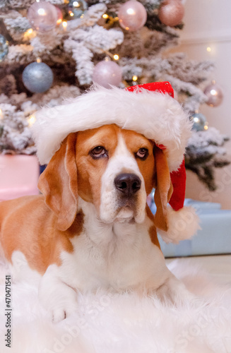 dog in christmas hat