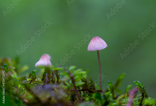 Group of magical glowing white mushrooms on green moss with a blurred forest background. 