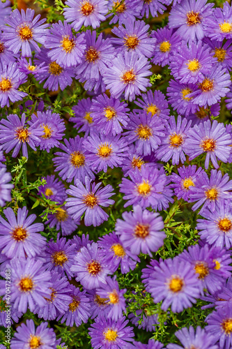 Aster dumosus (Symphyotrichum dumosum,Bushy aster)with water drops macro photography.Japanese aster or Kalimeris incisa flowers.wallpaper with lilac aster flowers.Wet lilac flowers background.