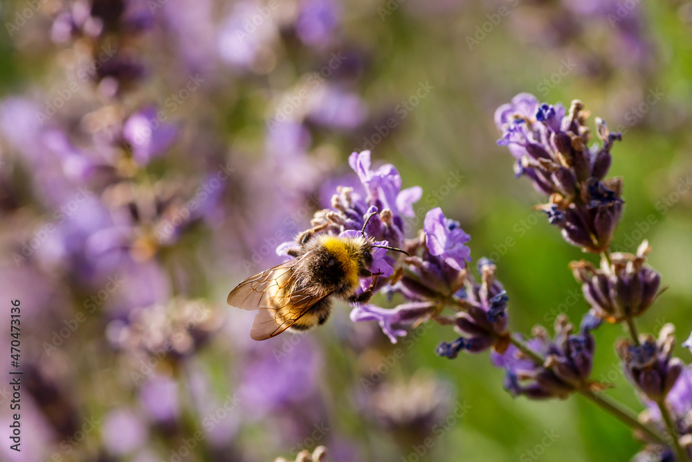 Bumblebee feeding on a lavender flower. A closeup shot of a bumblebee (Bombus) on purple lavender flower with a blurred background. Bumblebee feeding on a lavender flower. A closeup shot of a bumblebee (Bombus) on purple lavender flower with a blurred background.
