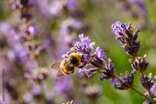 Bumblebee feeding on a lavender flower. A closeup shot of a bumblebee (Bombus) on purple lavender flower with a blurred background.