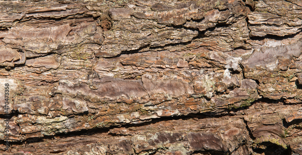 Tree bark texture closeup. Wooden backdrop Tree bark texture closeup. Wooden backdrop