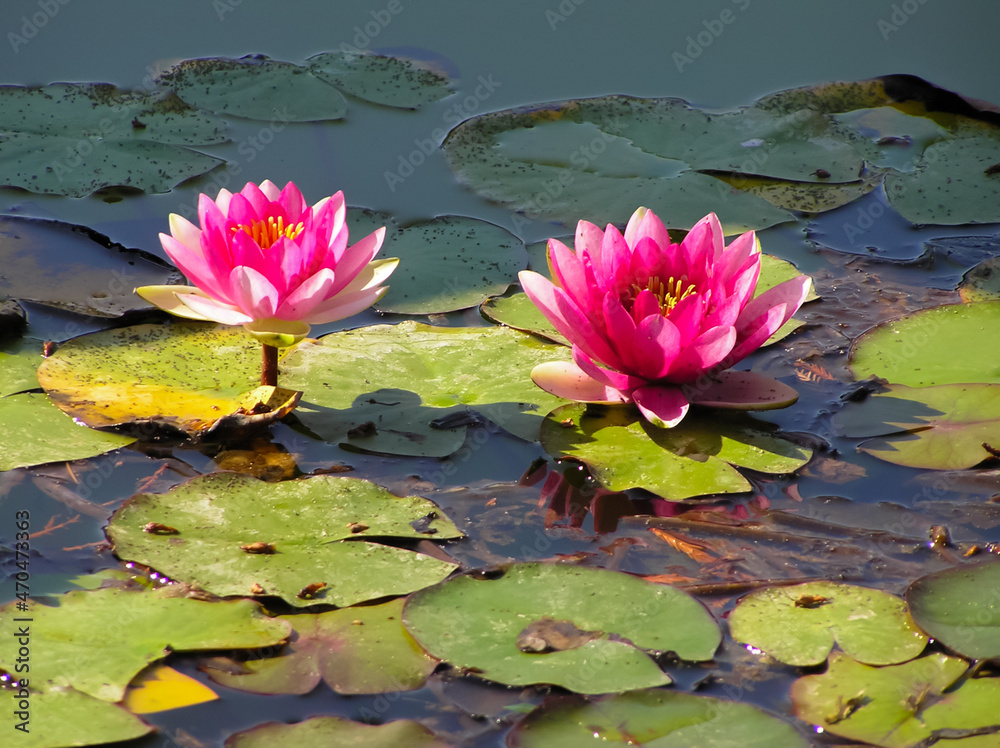 Pink lotus flower in the lake.beautiful lotus flower on the water after rain in garden.The Lotus radiates the energy of wisdom, harmony, perfection and spiritual peace. Pink lotus flower in the lake.beautiful lotus flower on the water after rain in garden.The Lotus radiates the energy of wisdom, harmony, perfection and spiritual peace.