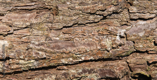 Tree bark texture closeup. Wooden backdrop