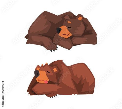 Wild Brown Grizzly Bear as Forest Habitant Lying and Sleeping Vector Set