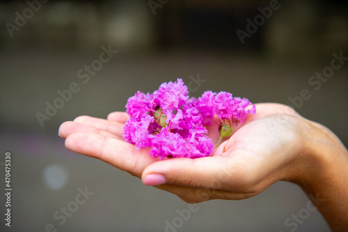 myrtle flowers lie on the palm of your hand