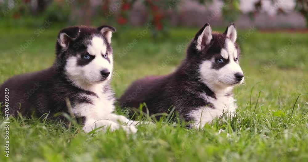 Cute siberian husky puppies with blue eyes sitting in green grass on a summer day. Cute siberian husky puppies with blue eyes sitting in green grass on a summer day.